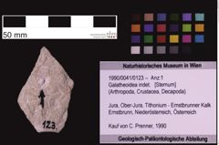 Foto (Objekt + Etiketten) von Galatheoidea indet. (NHMW-GEO-1990-0041-0123)